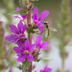 Bio Blut-Weiderich Violett, Topf-Ø 11 Cm, 3er-Set -Gartenprodukte 0330100088 Lythrum salicaria KB 11cm Topf rot 75711