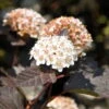 Rotblättrige Blasenspiere 'Diabolo'®, Cremeweiß, Höhe 30-60 Cm, Topf 5 Liter -Gartenprodukte 0410110584 Physocarpus op Diabolo 1 92982