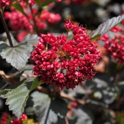Rotblättrige Blasenspiere 'Diabolo'®, Cremeweiß, Höhe 30-60 Cm, Topf 5 Liter -Gartenprodukte 0410110584 Physocarpus op Diabolo 3 92980
