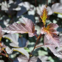 Rotblättrige Blasenspiere 'Diabolo'®, Cremeweiß, Höhe 30-60 Cm, Topf 5 Liter -Gartenprodukte 0410110584 Physocarpus op Diabolo 4 92983