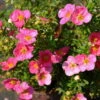 Pinker Fingerstrauch 'Lovely Pink®', Potentilla Fruticosa, Pink, Topf 5 Liter -Gartenprodukte 0410112173 Potentilla frut Lovely Pink 2 94841