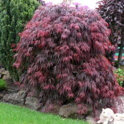 Roter Schlitzahorn 'Dissectum Garnet', Höhe 40 - 60 Cm, Topf 7,5 Liter -Gartenprodukte 0410300296 Acer palm Diss Garnet 025030040 19er Topf 1 86702