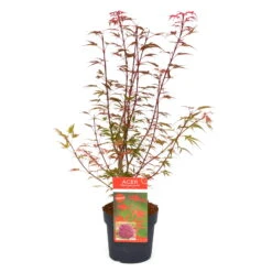 Japanischer Zwergahorn 'Shaina', Höhe 40 - 60 Cm, Topf-Ø 19 Cm -Gartenprodukte 0410300591 Acer palm Shaina 030040060 19er Topf 1 83825