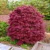 Japanischer Zwergahorn 'Shaina', Höhe 40 - 60 Cm, Topf-Ø 19 Cm -Gartenprodukte 0410300591 Acer palm Shaina 030040060 19er Topf 2 83826