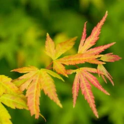Japanischer Fächerahorn 'Orange Dream'; Höhe 60 - 80 Cm, Topf 7,5 Liter -Gartenprodukte 0410300592 Acer palm Orange Dream 2 84620