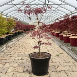 Roter Schlitzahorn 'Dissectum Garnet', Höhe 40 - 60 Cm, Topf 7,5 Liter -Gartenprodukte 0410300847 acer garnet 1 123988