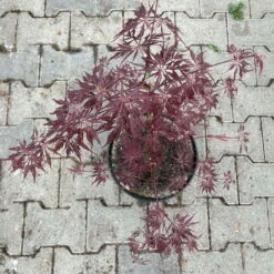 Roter Schlitzahorn 'Dissectum Garnet', Höhe 40 - 60 Cm, Topf 7,5 Liter -Gartenprodukte 0410300847 acer garnet 4 123987