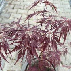 Roter Schlitzahorn 'Dissectum Garnet', Höhe 40 - 60 Cm, Topf 7,5 Liter -Gartenprodukte 0410300847 acer garnet 5 123986