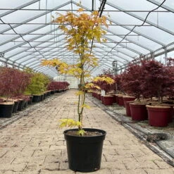 Japanischer Fächerahorn 'Orange Dream'; Höhe 60 - 80 Cm, Topf 7,5 Liter -Gartenprodukte 0410300872 acer orange dream 2 123991