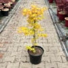 Japanischer Fächerahorn 'Orange Dream'; Höhe 60 - 80 Cm, Topf 7,5 Liter -Gartenprodukte 0410300872 acer orange dream 3 123992