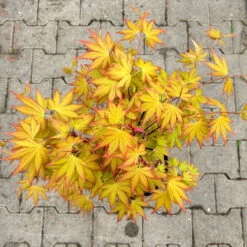 Japanischer Fächerahorn 'Orange Dream'; Höhe 60 - 80 Cm, Topf 7,5 Liter -Gartenprodukte 0410300872 acer orange dream 4 123993
