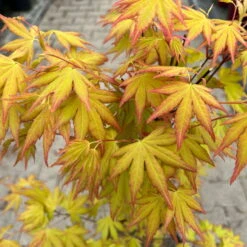 Japanischer Fächerahorn 'Orange Dream'; Höhe 60 - 80 Cm, Topf 7,5 Liter -Gartenprodukte 0410300872 acer orange dream 5 123994