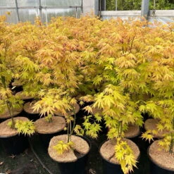 Japanischer Fächerahorn 'Orange Dream'; Höhe 60 - 80 Cm, Topf 7,5 Liter -Gartenprodukte 0410300872 acer orange dream 7 123996