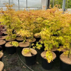 Japanischer Fächerahorn 'Orange Dream'; Höhe 60 - 80 Cm, Topf 7,5 Liter -Gartenprodukte 0410300872 acer orange dream 8 123997