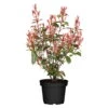 Kompakte Glanzmispel, Höhe 60-80 Cm, Topf 7,5 Liter, 15er-Set -Gartenprodukte 0410350267 Photinia Robusta Compacta 25er Set2 106269