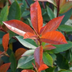 Kompakte Glanzmispel, Höhe 60-80 Cm, Topf 7,5 Liter, 15er-Set -Gartenprodukte 0410350291 0410112973 0410870693 0410870695 photinia fraseri carre rouge 2 122777