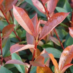 Kompakte Glanzmispel, Höhe 60-80 Cm, Topf 7,5 Liter, 15er-Set -Gartenprodukte 0410350291 0410112973 0410870693 0410870695 photinia fraseri carre rouge 3 122778