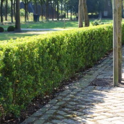 Stechpalme 'Impala®' Kugel, 3er-Set, Höhe 20-25 Cm, Topf 5 Liter -Gartenprodukte 0410450790 Ilex max Impala 1 104010