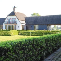 Stechpalme 'Impala®' Kugel, 3er-Set, Höhe 20-25 Cm, Topf 5 Liter -Gartenprodukte 0410450790 Ilex max Impala 2 104011