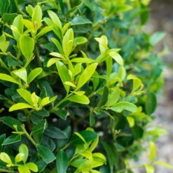 Stechpalme 'Impala®' Kugel, 3er-Set, Höhe 20-25 Cm, Topf 5 Liter -Gartenprodukte 0410450790 Ilex max Impala 3 104013