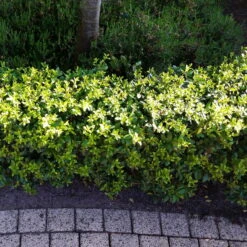 Stechpalme 'Impala®' Kugel, 3er-Set, Höhe 20-25 Cm, Topf 5 Liter -Gartenprodukte 0410450790 Ilex max Impala 5 104012