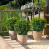 Stechpalme 'Impala®' Kugel, 3er-Set, Höhe 20-25 Cm, Topf 5 Liter -Gartenprodukte 0410450795 Ilex max Impala Kugel 1 104014