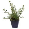 Zwergmispel 'Cochleatus', 12er-Set, 9 Cm Ø Topf -Gartenprodukte 0410650189 Cotoneaster micro Cochleatus 12er Set3 109546