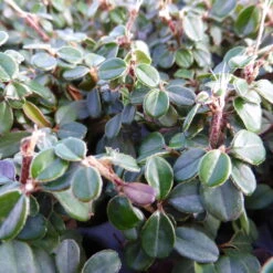 Zwergmispel 'Cochleatus', 12er-Set, 9 Cm Ø Topf -Gartenprodukte 0410650189 Cotoneaster micro Cochleatus 12er Set 103578