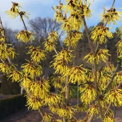 Gehölz-Set Winterblüher, 3er-Set, Topf 3+4+5 Liter -Gartenprodukte 0410860327 Kollektion Winterblueher 1 83154