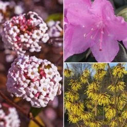 Gehölz-Set Winterblüher, 3er-Set, Topf 3+4+5 Liter