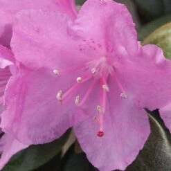 Gehölz-Set Winterblüher, 3er-Set, Topf 3+4+5 Liter -Gartenprodukte 0410860327 Kollektion Winterblueher 3 83153