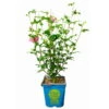 Garten-Hibiskus 'Magenta Chiffon®', Magenta, 40-60 Cm Hoch, Topf 5 L -Gartenprodukte 0410900565 Hibiscus Magenta Chiffon 3 114012
