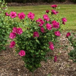 Garten-Hibiskus 'Magenta Chiffon®', Magenta, 40-60 Cm Hoch, Topf 5 L -Gartenprodukte 0410900565 Hibiscus Magenta Chiffon1 74250