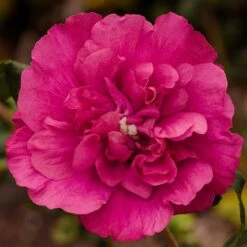 Garten-Hibiskus 'Magenta Chiffon®', Magenta, 40-60 Cm Hoch, Topf 5 L -Gartenprodukte 0410900565 Hibiscus Magenta Chiffon 74249