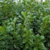 Kirschlorbeer 'Novita', 50er-Set, Höhe 60-80 Cm, Topf 4 Liter 2 Kirschlorbeer 'Novita', 50er-Set, Höhe 60-80 Cm, Topf 4 Liter -Gartenprodukte 0410950306 Koelle Prunus laur Novita 88577