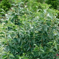 Portugiesischer Lorbeer 'Angustifolia', 5er-Set, Spalier 130x90 Cm, Kasten 80 Cm -Gartenprodukte 0410950496 Prunus lusitanica Angustifolia Co 4 6lt WEB 02 39572 1