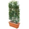 Portugiesischer Lorbeer 'Angustifolia', 5er-Set, Spalier 130x90 Cm, Kasten 80 Cm -Gartenprodukte 0410950660 Prunus lus Angustifolia 5er Set Spalier 130x90cm Kasten 80cm 1 122775