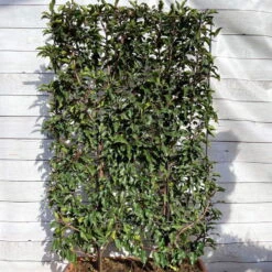 Portugiesischer Lorbeer 'Angustifolia', 5er-Set, Spalier 130x90 Cm, Kasten 80 Cm -Gartenprodukte 0410950660 Prunus lus Angustifolia 5er Set Spalier WEB 1 107869