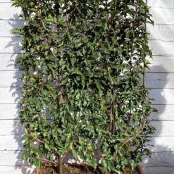 Portugiesischer Lorbeer 'Angustifolia', 5er-Set, Spalier 130x90 Cm, Kasten 80 Cm -Gartenprodukte 0410950660 Prunus lus Angustifolia 5er Set Spalier WEB 2 107870