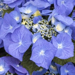 Tellerhortensien In 4 Farben, 4er-Set, Höhe 30-40 Cm, Topf 4 Liter (Pflanzware) -Gartenprodukte 0415100065 Koelle Hydrangea mac Teller blau Co 5lt farbezeigend 59936