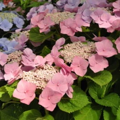 Tellerhortensien In 4 Farben, 4er-Set, Höhe 30-40 Cm, Topf 4 Liter (Pflanzware) -Gartenprodukte 0415100312 Koelle Hydrangea mac Teller rosa Co 5lt farbezeigend 59932