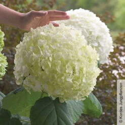 Schneeballhortensie 'Strong Annabelle'®, Weiß, 3er-Set, Höhe 40-60 Cm, Topf 5 L 10 Schneeballhortensie 'Strong Annabelle'®, Weiß, 3er-Set, Höhe 40-60 Cm, Topf 5 L -Gartenprodukte 0415300089 Hydrangea arb Strong Annabelle 1 93918