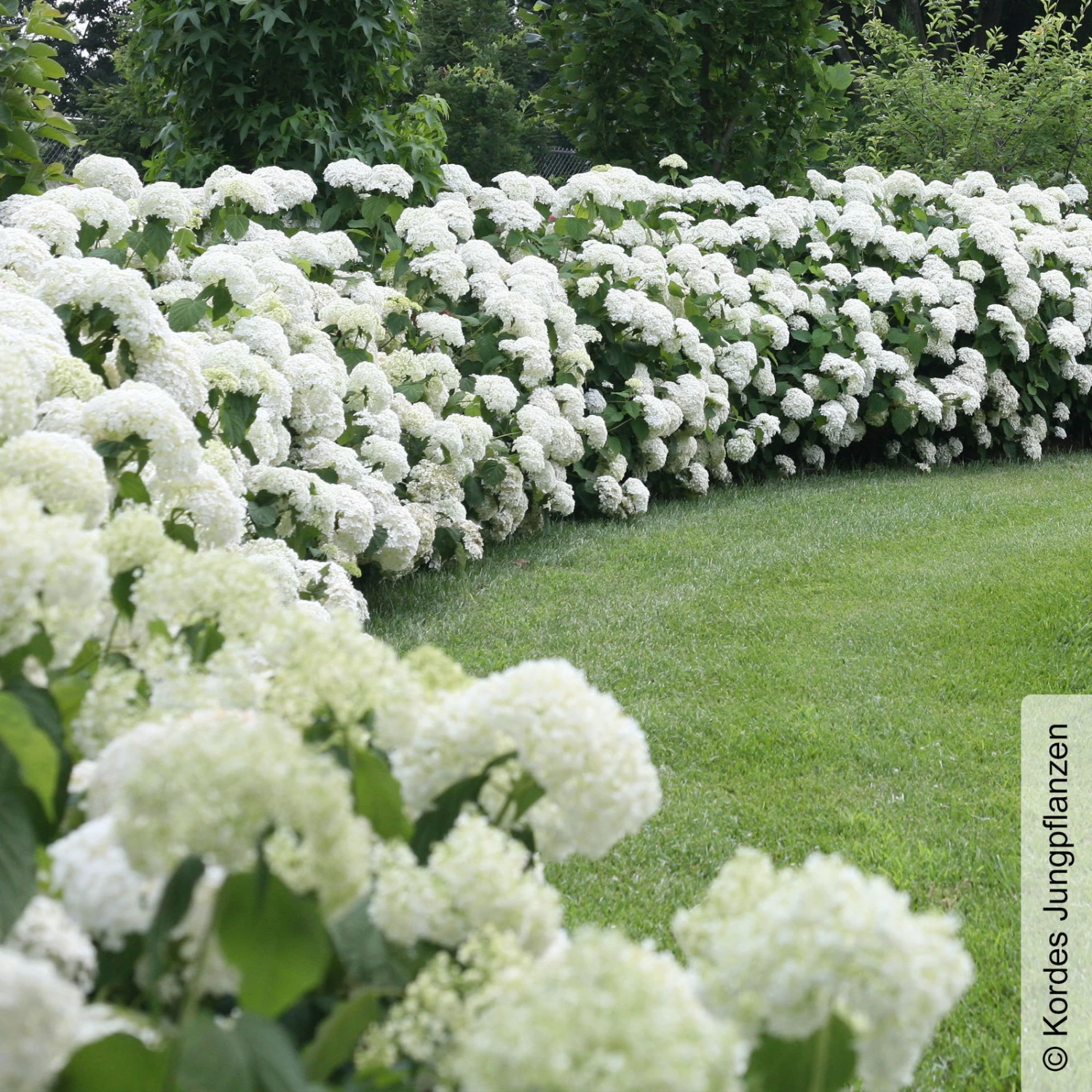 Schneeballhortensie 'Strong Annabelle'®, Weiß, 3er-Set, Höhe 40-60 Cm, Topf 5 L 4 Schneeballhortensie 'Strong Annabelle'®, Weiß, 3er-Set, Höhe 40-60 Cm, Topf 5 L – Bild 2