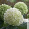 Schneeballhortensie 'Strong Annabelle'®, Weiß, 3er-Set, Höhe 40-60 Cm, Topf 5 L -Gartenprodukte 0415300089 Hydrangea arb Strong Annabelle 3 93916