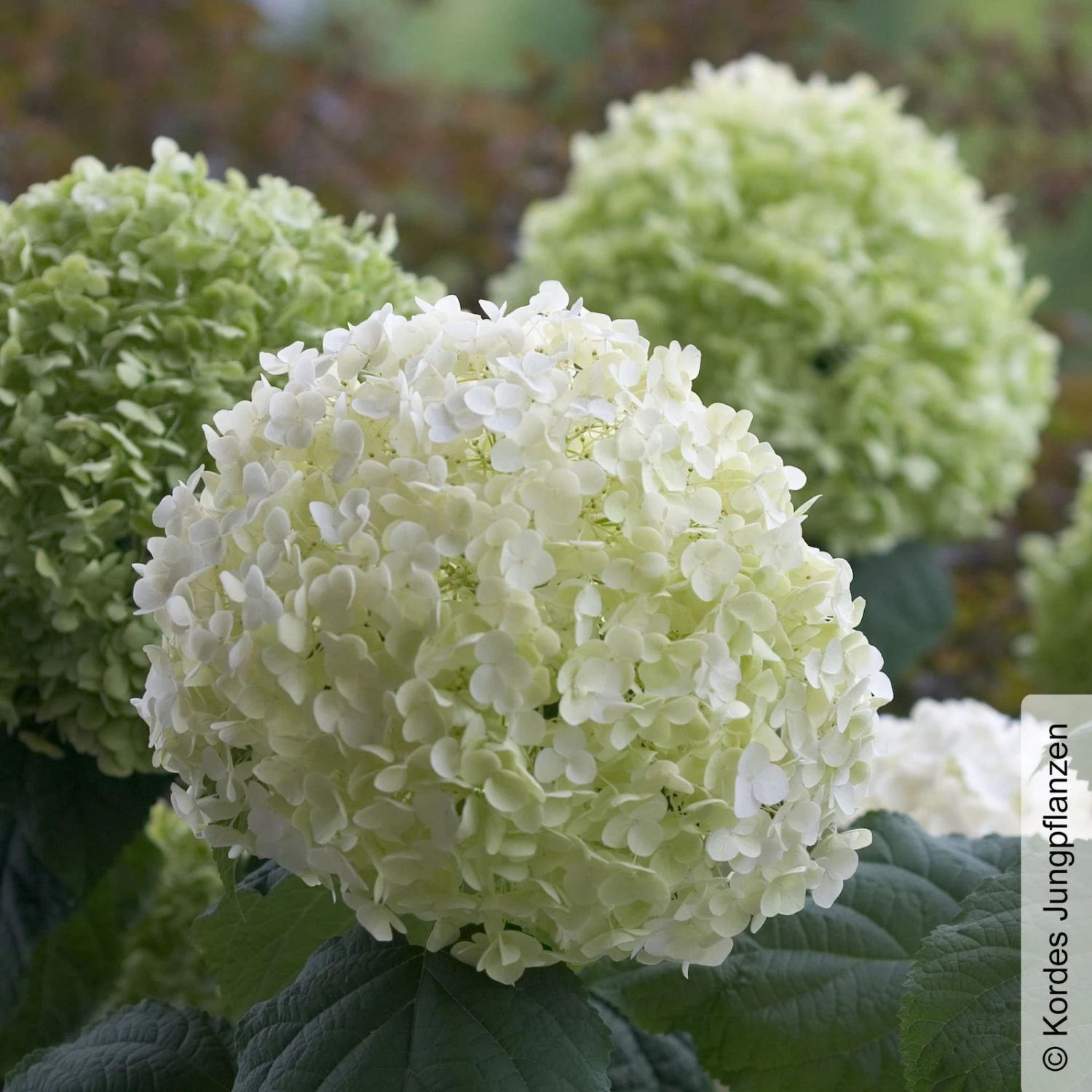 Schneeballhortensie 'Strong Annabelle'®, Weiß, 3er-Set, Höhe 40-60 Cm, Topf 5 L 3 Schneeballhortensie 'Strong Annabelle'®, Weiß, 3er-Set, Höhe 40-60 Cm, Topf 5 L