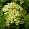 Zwerg-Rispenhortensie, Hydrangea Paniculata 'Little Lime'®, 3er-Set, Topf 5 L -Gartenprodukte 0415300161 Hydrangea pan Little Lime 78190