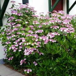 Japanische Berg-Hortensien 'Blue Deckle' & 'Blue Bird', 2er-Set, Topf 4 Liter 11 Japanische Berg-Hortensien 'Blue Deckle' & 'Blue Bird', 2er-Set, Topf 4 Liter -Gartenprodukte 0415500167 Hydrangea serrata Blue Deckle Blue Bird 2 104398