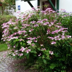 Japanische Berg-Hortensien 'Blue Deckle' & 'Blue Bird', 2er-Set, Topf 4 Liter 12 Japanische Berg-Hortensien 'Blue Deckle' & 'Blue Bird', 2er-Set, Topf 4 Liter -Gartenprodukte 0415500167 Hydrangea serrata Blue Deckle Blue Bird 3 104399