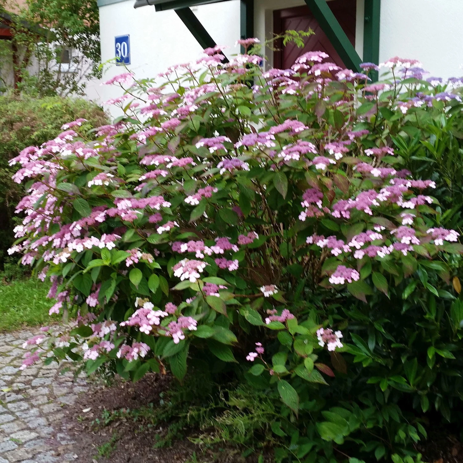 Japanische Berg-Hortensien 'Blue Deckle' & 'Blue Bird', 2er-Set, Topf 4 Liter 6 Japanische Berg-Hortensien 'Blue Deckle' & 'Blue Bird', 2er-Set, Topf 4 Liter – Bild 4