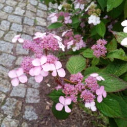 Japanische Berg-Hortensien 'Blue Deckle' & 'Blue Bird', 2er-Set, Topf 4 Liter 13 Japanische Berg-Hortensien 'Blue Deckle' & 'Blue Bird', 2er-Set, Topf 4 Liter -Gartenprodukte 0415500167 Hydrangea serrata Blue Deckle Blue Bird 4 104400